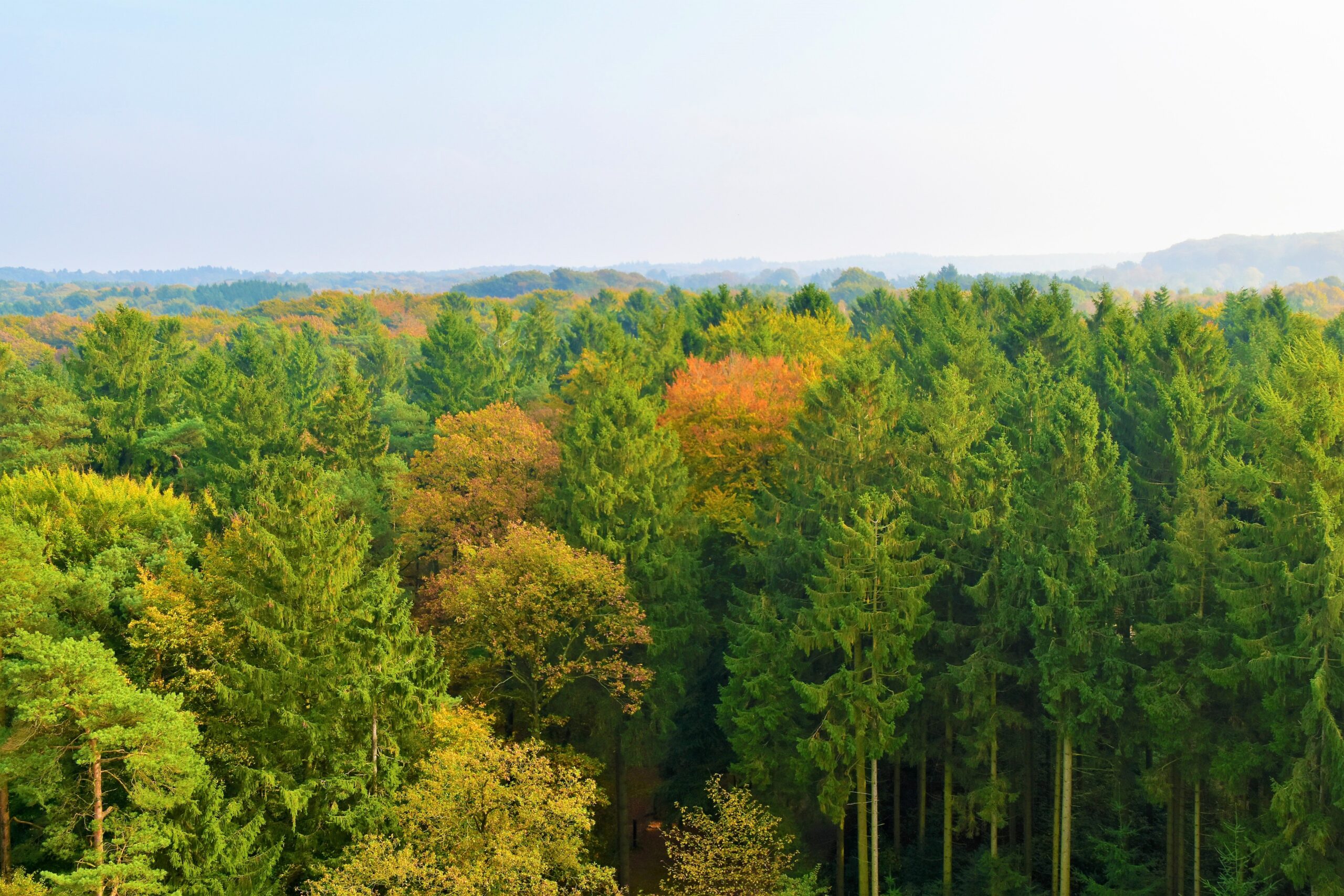 Wald Frankreich