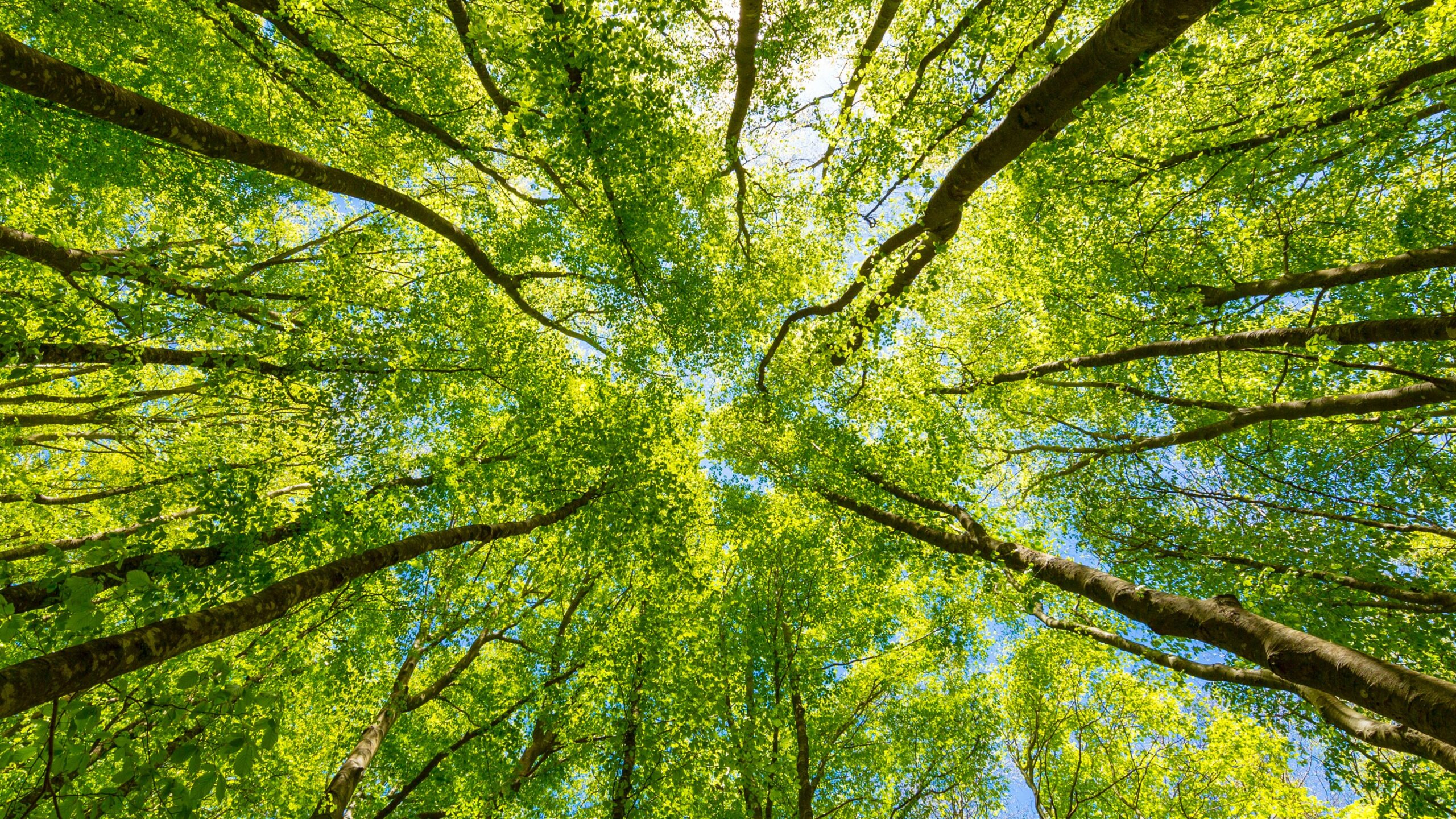 Looking Up At The Green Tops Of Trees. Italy