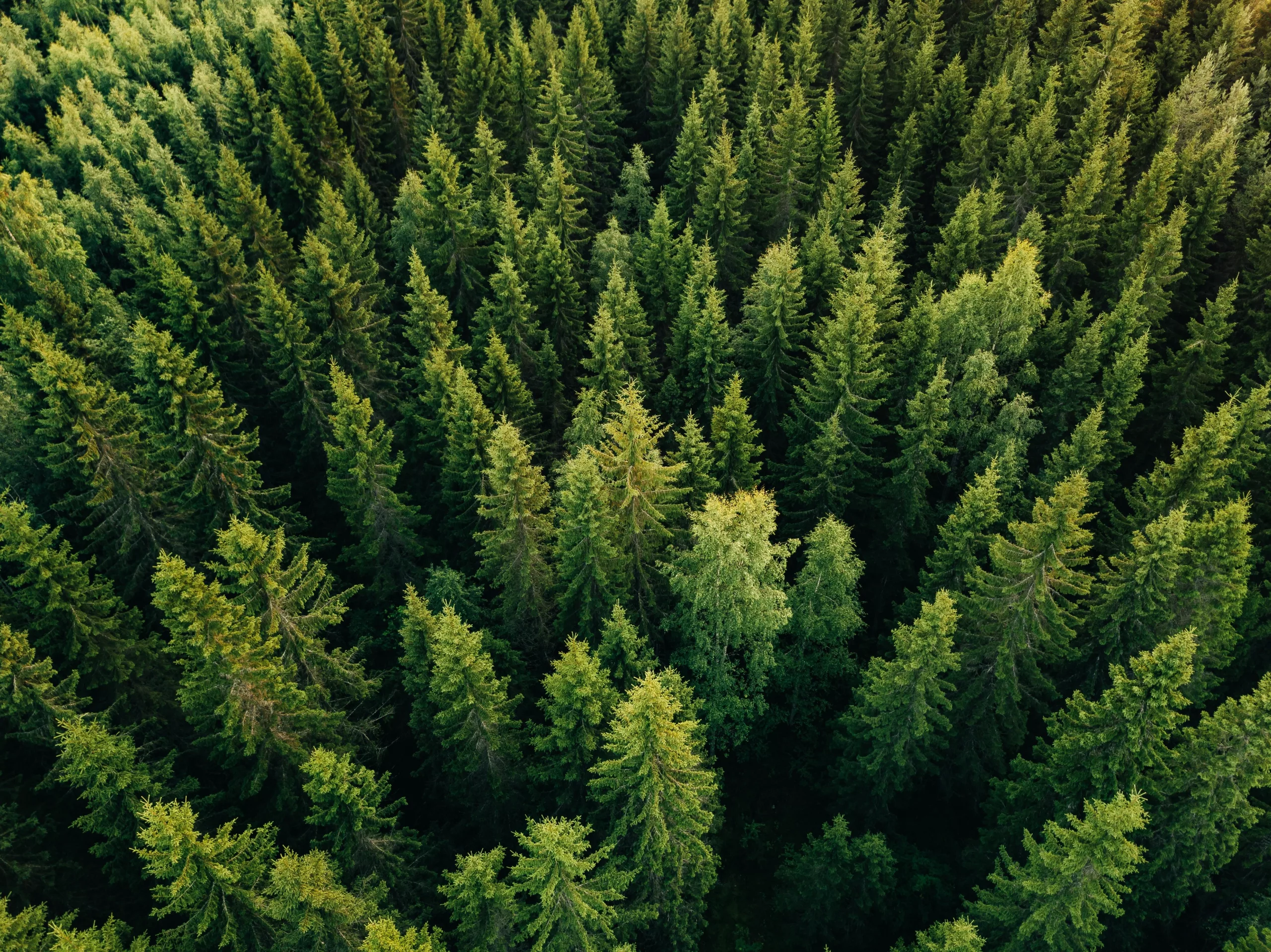 Wald