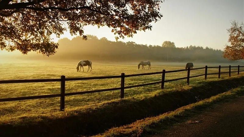 Reitanlage Schleswig Holstein