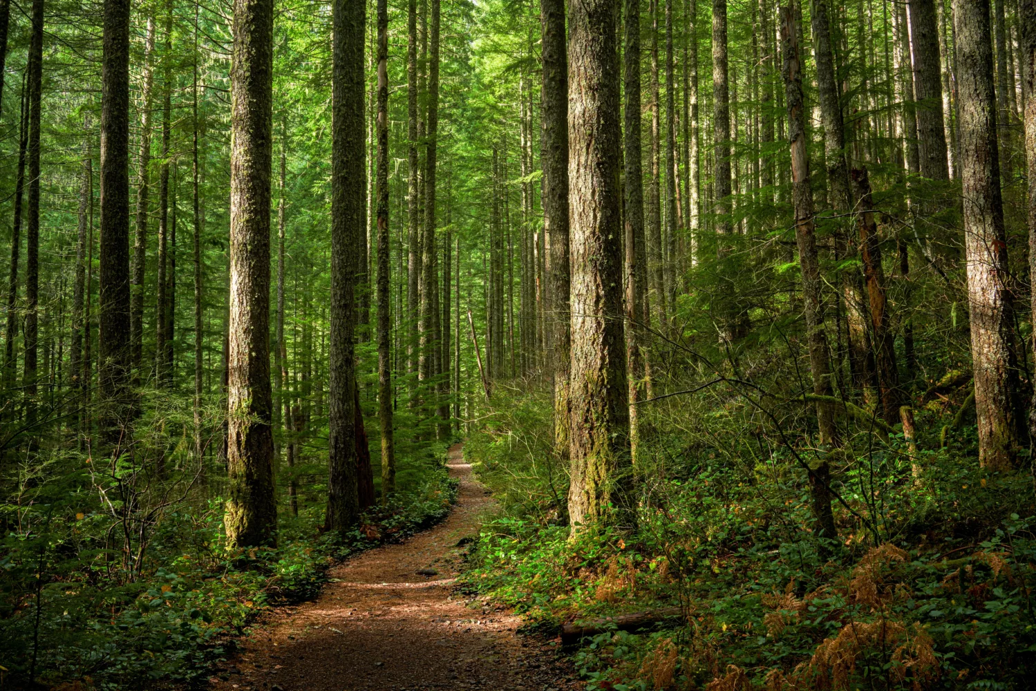 Wald